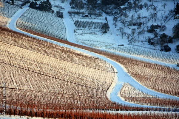 Obraz Weinberg im Winter