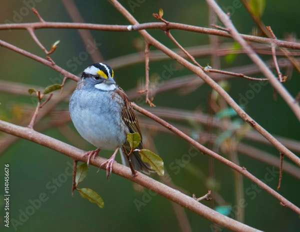 Obraz Sparrow perched on a branch