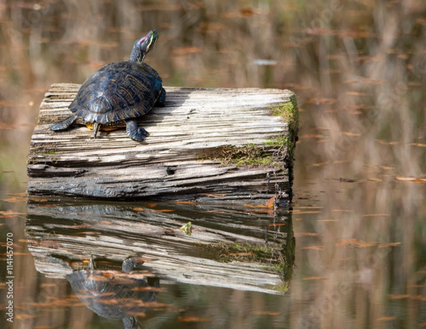 Obraz Red Eared Slider