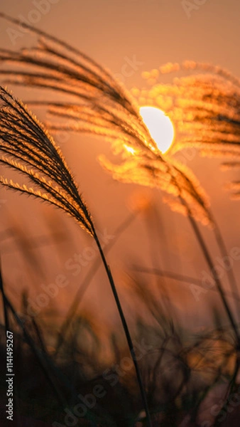 Fototapeta sunset
sun