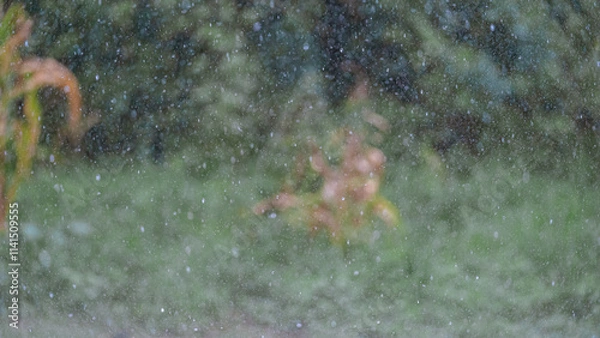 Obraz deer in the forest