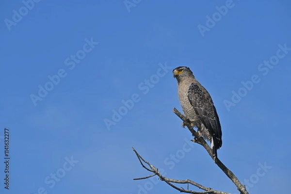 Fototapeta カンムリワシ