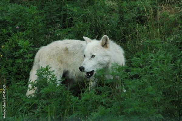 Fototapeta artic wolf