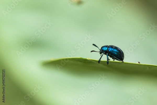 Obraz bug on a leaf