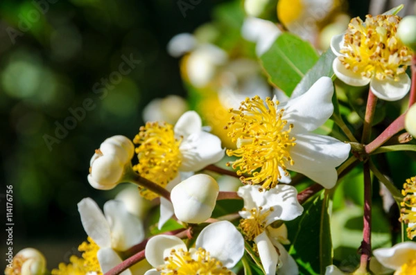 Fototapeta Group beautiful white flowers with yellow carpel on the tree of Calophyllum inophyllum or Alexandrian Laurel