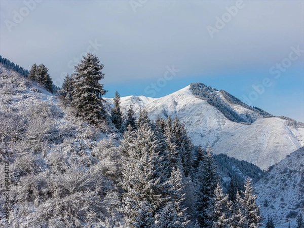 Obraz snowy mountain with fir trees in the snow