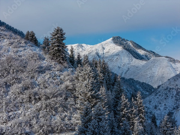 Obraz snowy mountain with fir trees in the snow