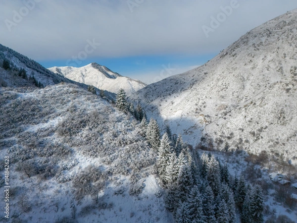 Obraz snowy mountain with fir trees in the snow