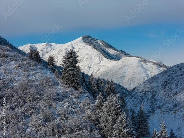 Obraz snowy mountain with fir trees in the snow