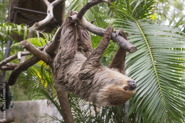 Obraz Young Hoffmann's two-toed sloth