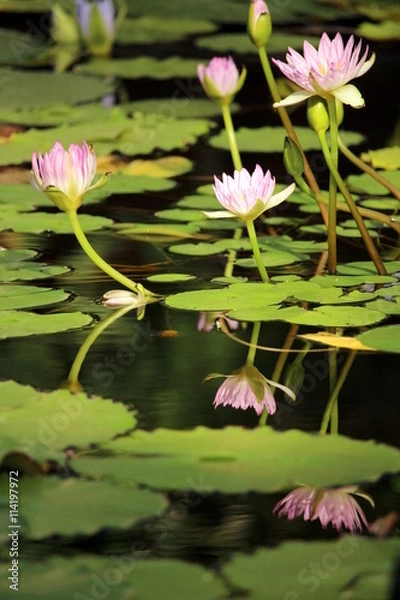 Fototapeta ピンクの睡蓮