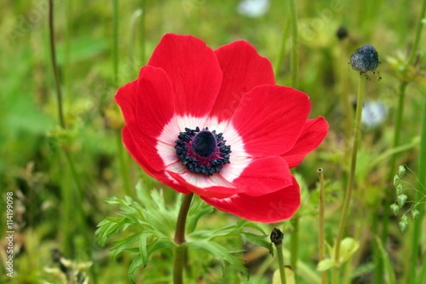 Obraz 赤のアネモネ