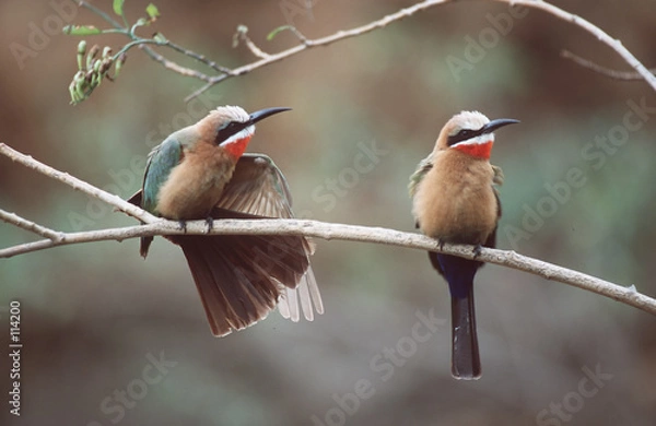 Obraz bee-eater