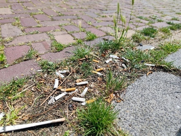 Fototapeta Smoked burnt cigarette butts and filters have been thrown away as litter on the street and lie on and next to the sidewalk in a residential area