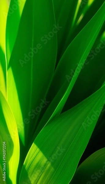 Fototapeta A close-up of vibrant green leaves bathed in warm sunlight, capturing the beauty and freshness of nature. Perfect for spring and summer-themed designs.
