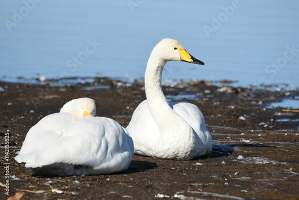 Obraz まどろむオオハクチョウのペア