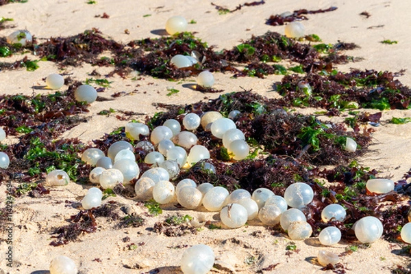 Fototapeta Seashore of La Paloma, Uruguay, featuring black sea snail egg capsules on the sand.	
