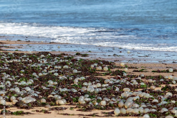 Fototapeta Seashore of La Paloma, Uruguay, featuring black sea snail egg capsules on the sand.	