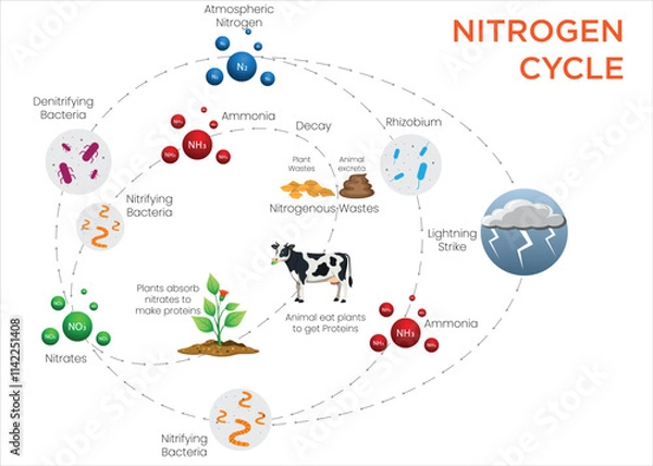 Fototapeta Nitrogen Cycle Diagram Visualizing Nitrogen Flow Through Fixation, Nitrification, and Denitrification