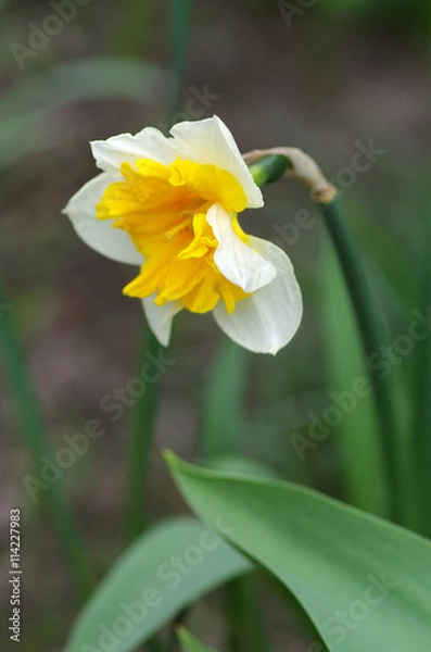 Obraz Narcissus in spring day in the garden