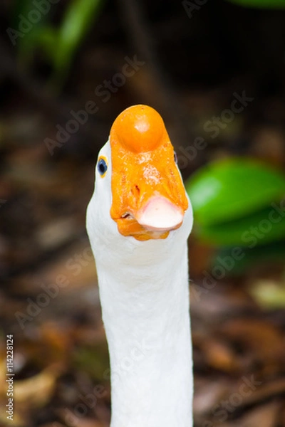 Obraz white duck with orange beak