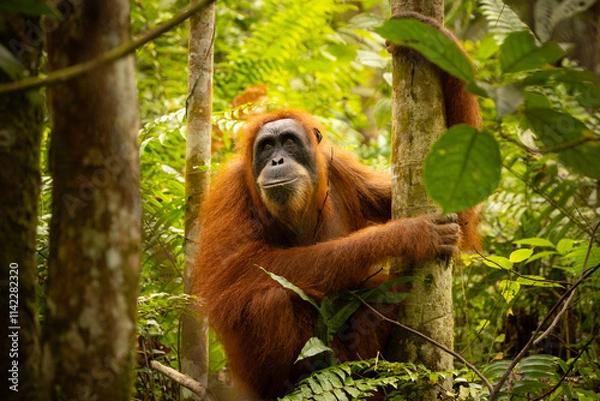 Obraz Sumatran orangutan big male in its whole beauty. Amazing sumatran jungle. Beautiful sumatran wildlife. Adventure paradise. Rare  and endangered species. Pongo abelii.