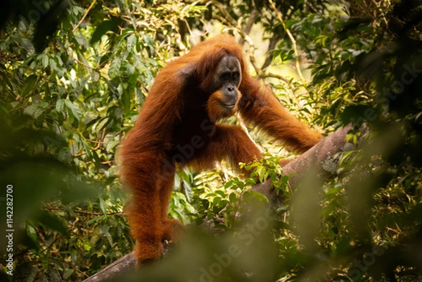 Obraz Sumatran orangutan big male in its whole beauty. Amazing sumatran jungle. Beautiful sumatran wildlife. Adventure paradise. Rare  and endangered species. Pongo abelii.