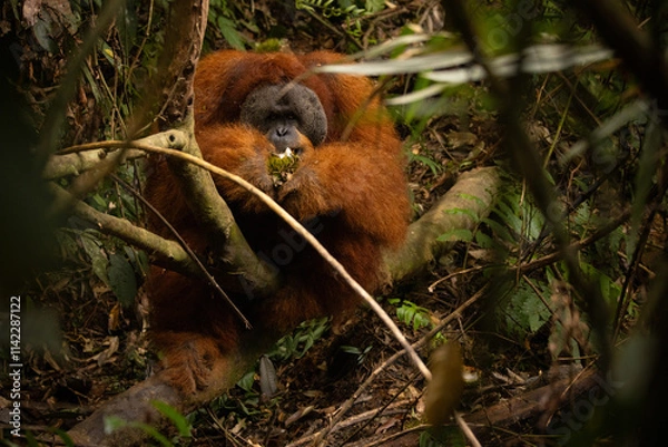 Obraz Sumatran orangutan big male in its whole beauty. Amazing sumatran jungle. Beautiful sumatran wildlife. Adventure paradise. Rare  and endangered species. Pongo abelii.