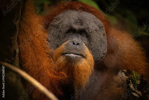 Obraz Sumatran orangutan big male in its whole beauty. Amazing sumatran jungle. Beautiful sumatran wildlife. Adventure paradise. Rare  and endangered species. Pongo abelii.