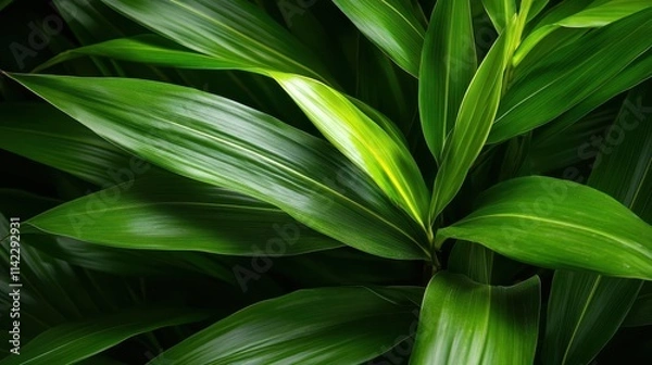 Fototapeta Lush dark green leaves contrasted by a radiant yellow accent stripe create a visually captivating image that highlights the beauty of nature's diverse colors.