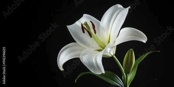 Fototapeta Elegant white lily displayed against a contrasting black background, highlighting the beauty of the white lily while creating a striking visual impact with the pure white lily s delicate petals.