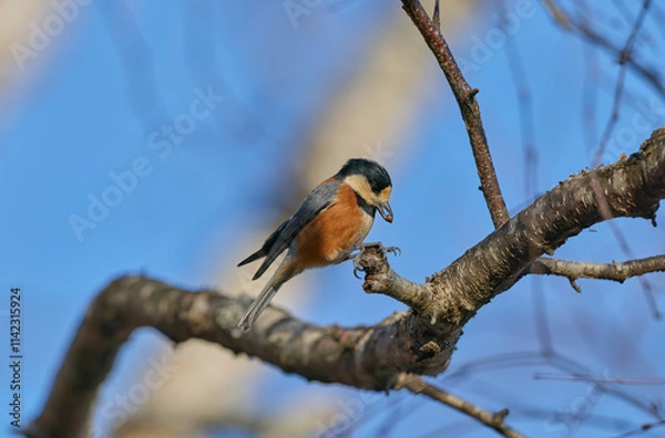 Fototapeta ヤマガラ
