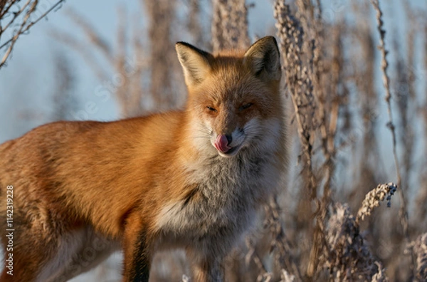 Fototapeta キタキツネ