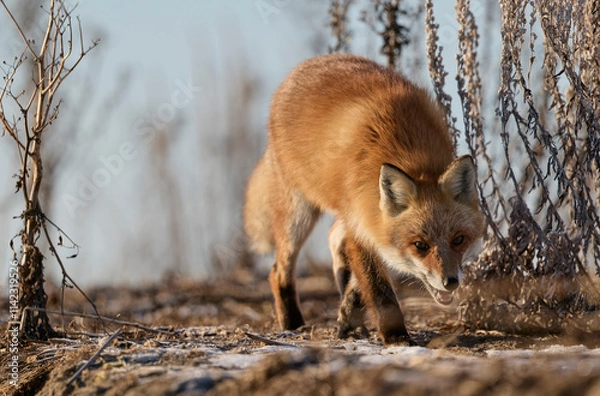 Obraz キタキツネ