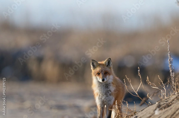 Obraz キタキツネ