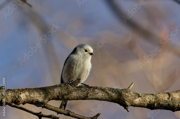 Fototapeta シマエナガ