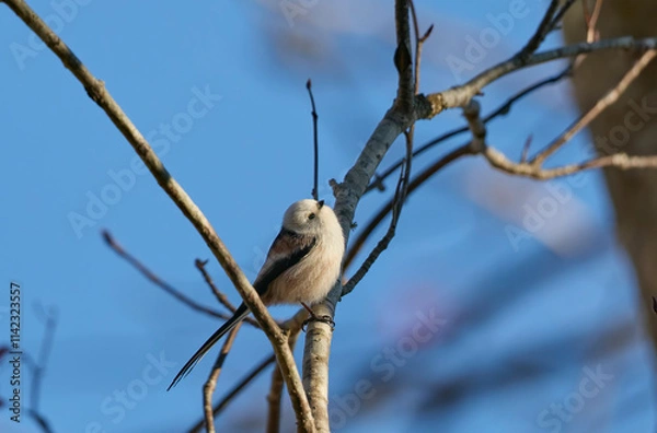 Obraz シマエナガ