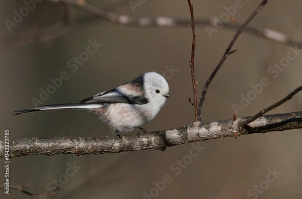 Fototapeta シマエナガ