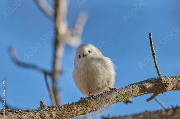 Obraz シマエナガ