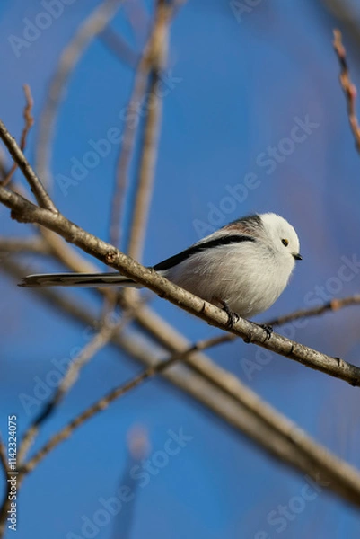 Obraz シマエナガ