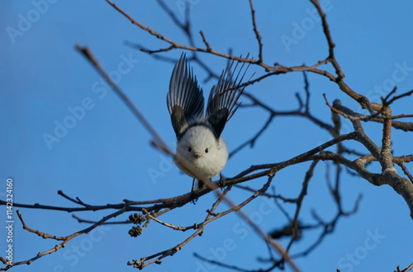 Obraz シマエナガ