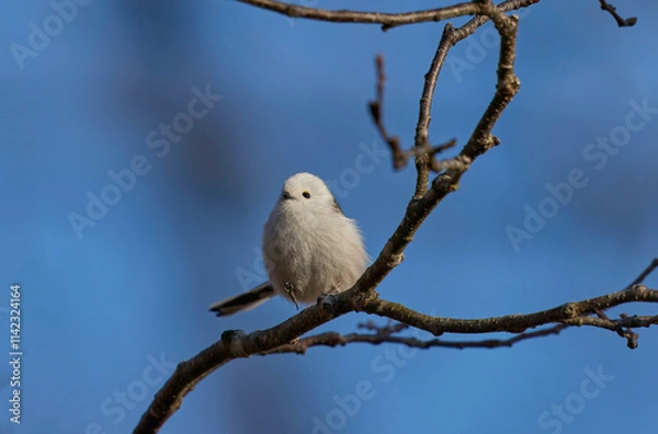 Obraz シマエナガ