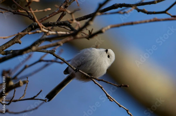 Fototapeta シマエナガ