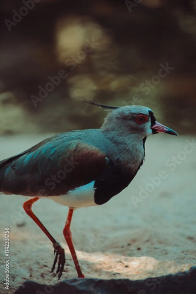 Fototapeta heron bird