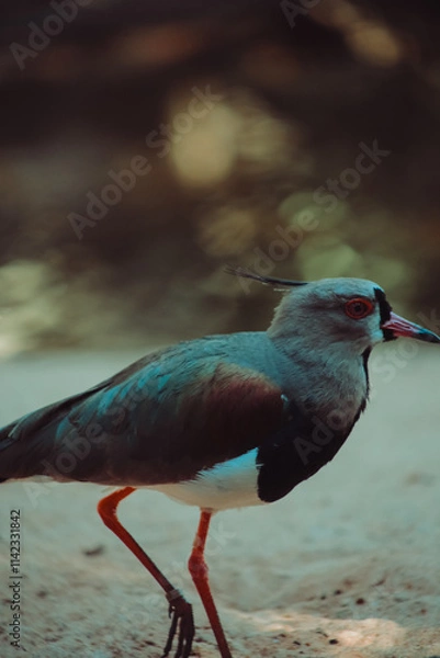 Fototapeta passaro preto