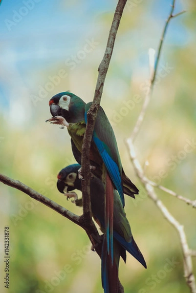 Fototapeta papagaio verde e azul