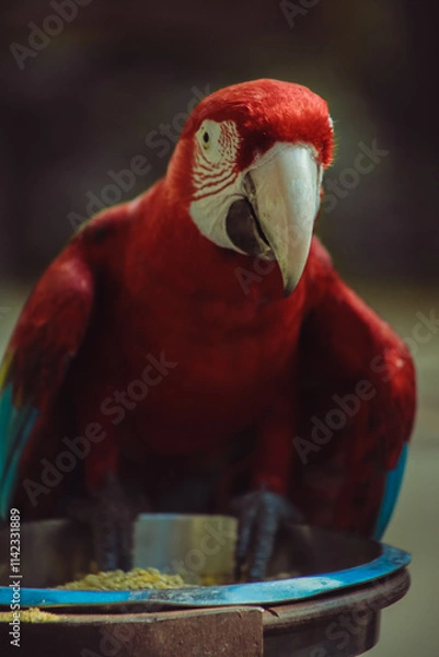 Fototapeta arara vermelha e azul