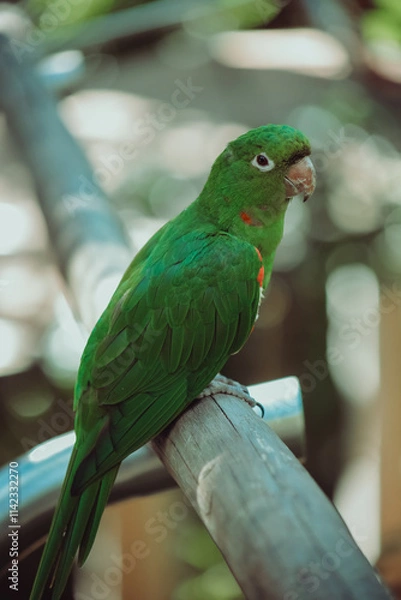 Fototapeta passaro verde