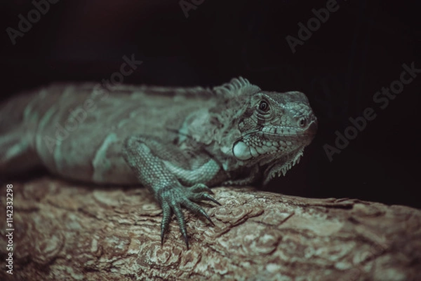 Fototapeta lizard on a tree