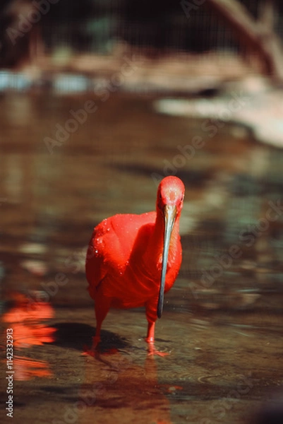 Fototapeta passaro vermelho